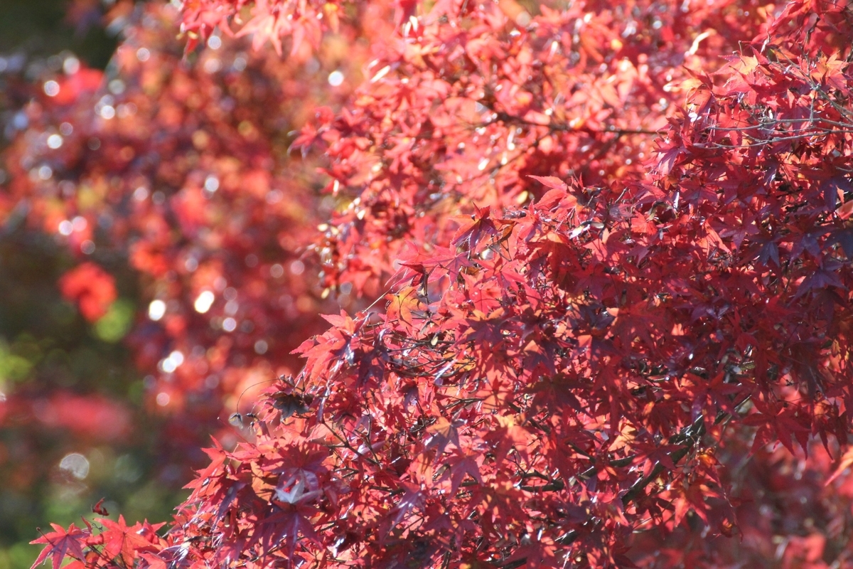 神蔵寺の紅葉　見頃　2020年11月9日　撮影：MKタクシー