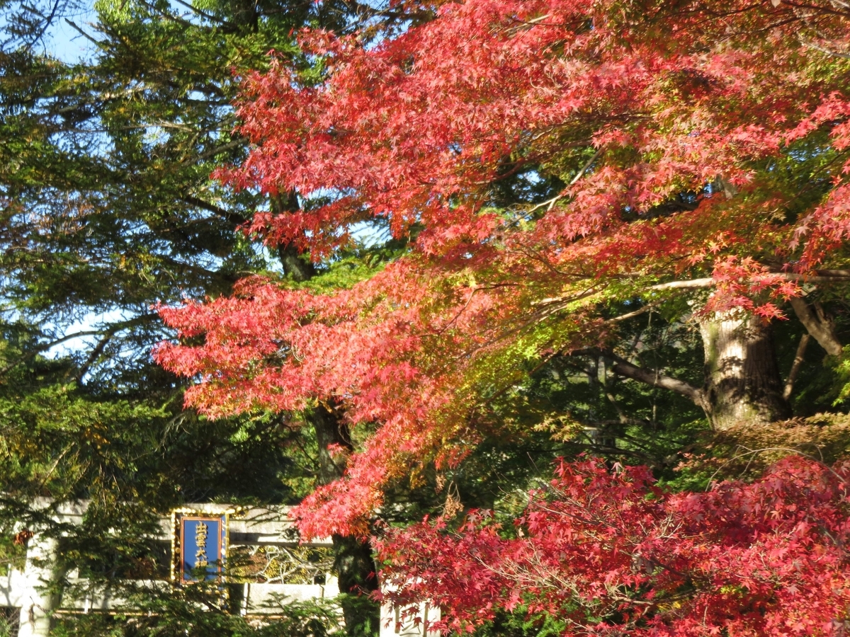 出雲大神宮の紅葉 見頃近し 2020年11月9日 撮影:MKタクシー