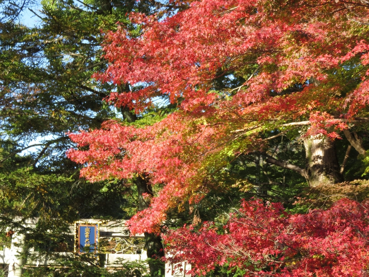 出雲大神宮の紅葉　見頃近し　2020年11月9日　撮影：MKタクシー