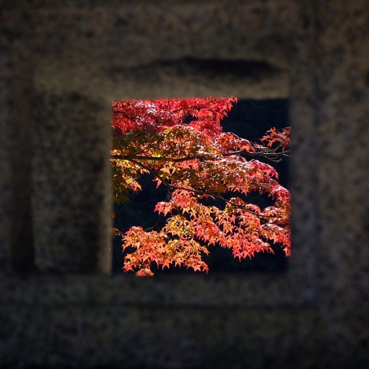 善峯寺の紅葉 見頃近し 2020年11月9日 撮影:MKタクシー
