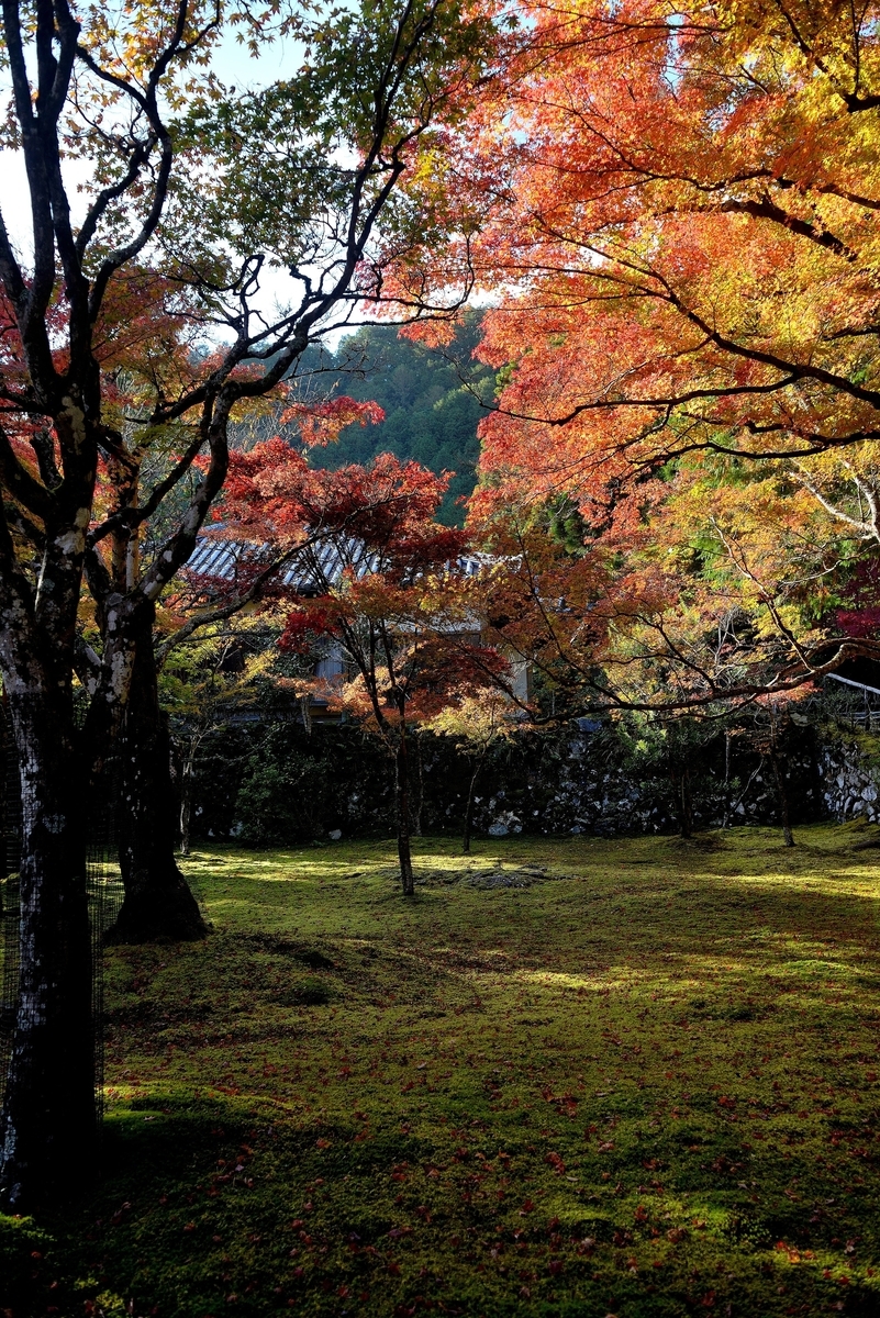 神護寺の紅葉　見頃　2020年11月9日　撮影：MKタクシー