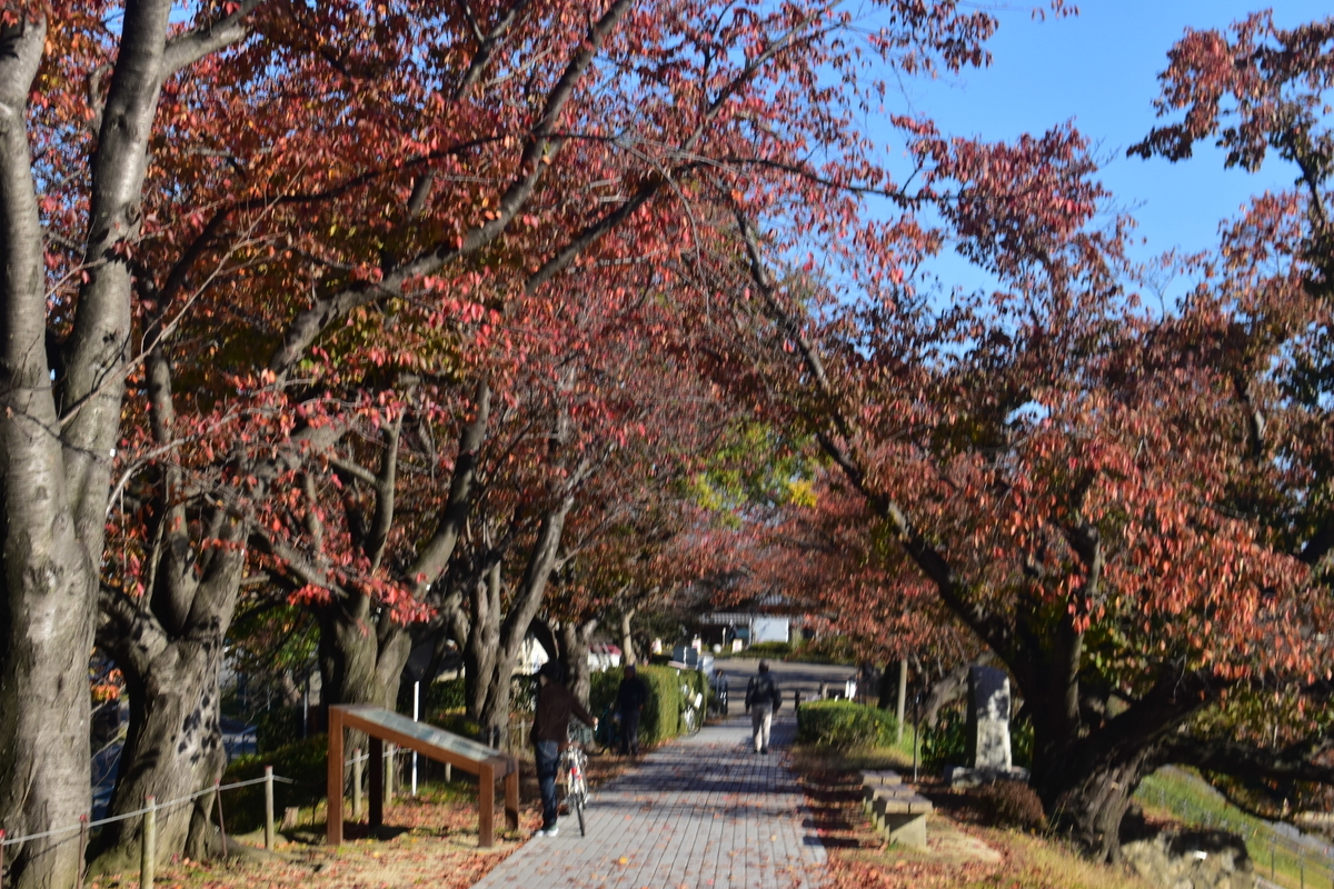 背割堤・ソメイヨシノの桜紅葉 見頃 2019年11月23日 撮影:MKタクシー