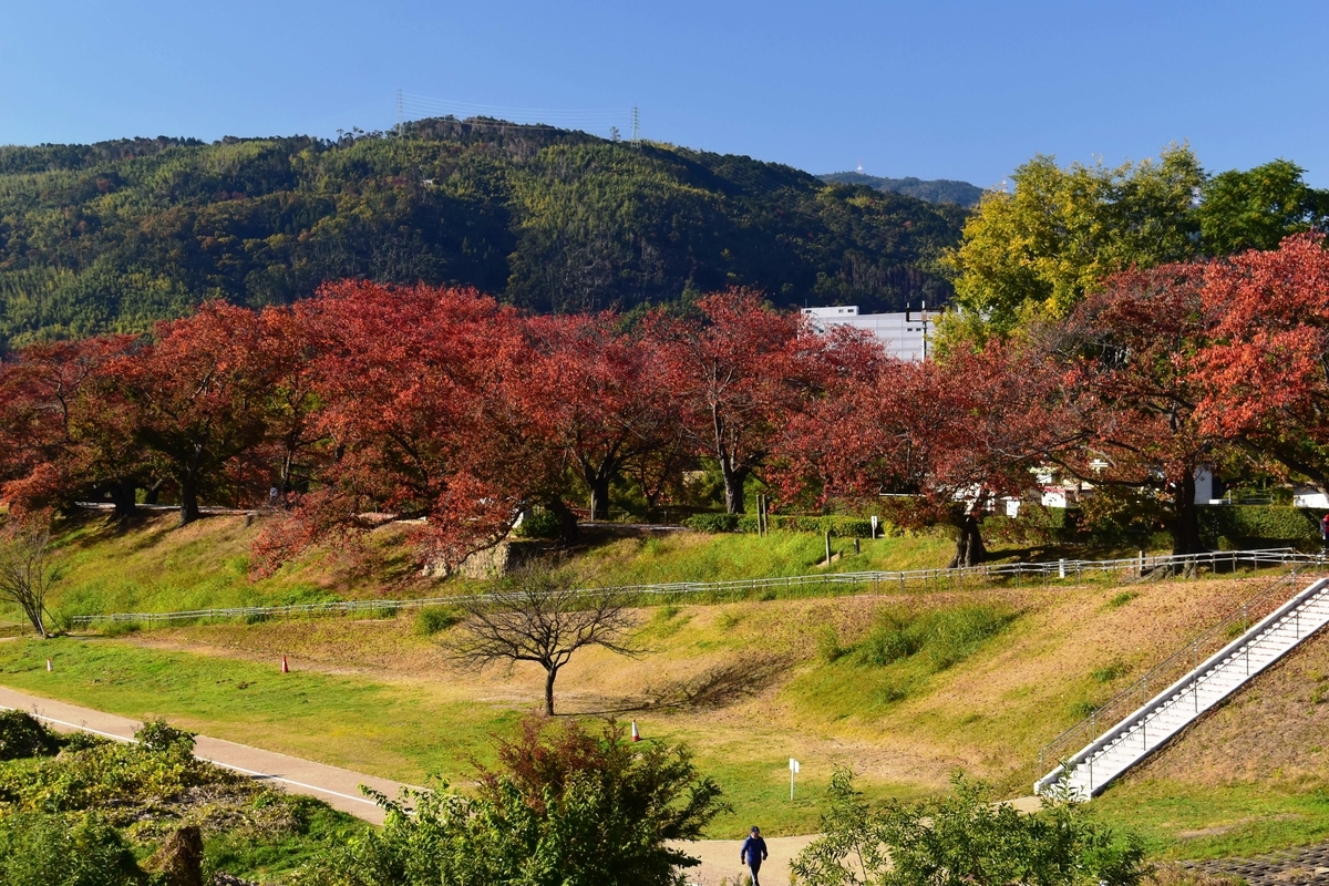 背割堤・ソメイヨシノの桜紅葉 見頃 2019年11月23日 撮影:MKタクシー