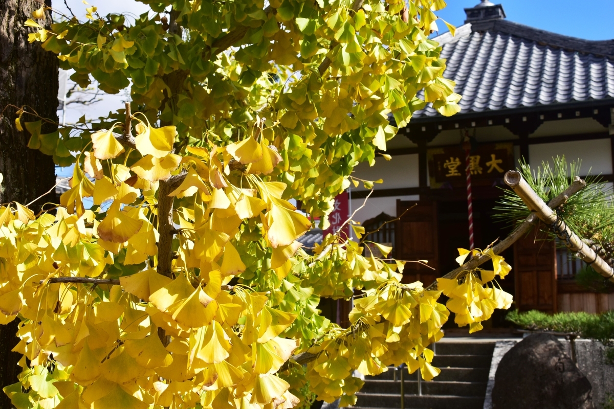単伝庵のイチョウ 見頃 2018年11月24日 撮影:MKタクシー