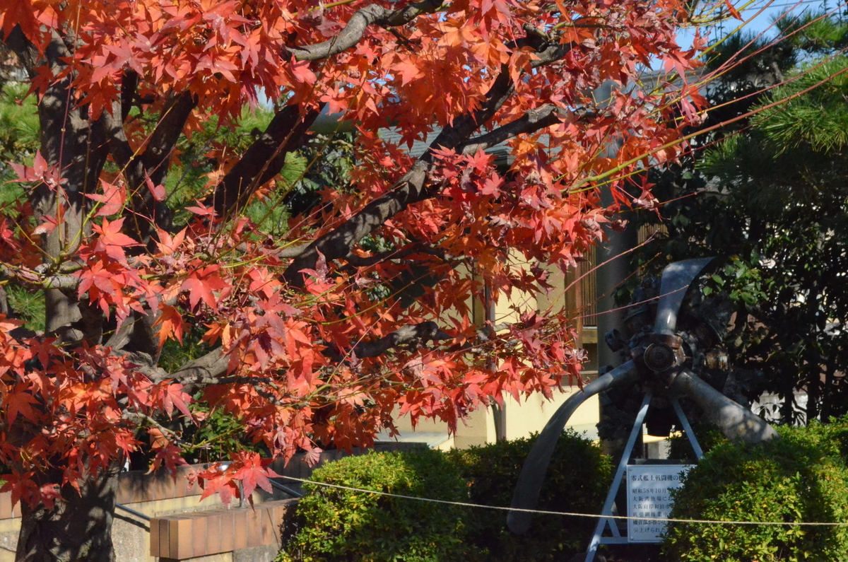 飛行神社の紅葉　見頃　2017年12月3日　撮影:MKタクシー