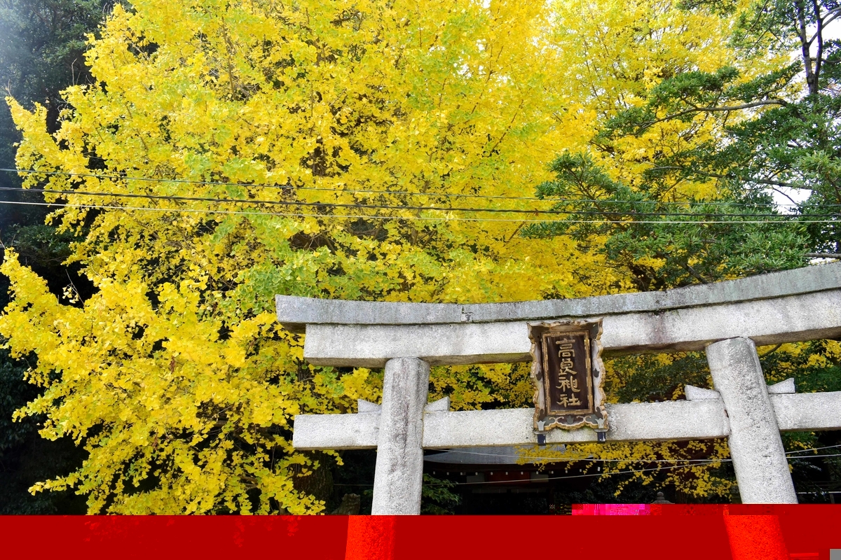 高良神社のイチョウ 見頃 2018年11月24日 撮影:MKタクシー