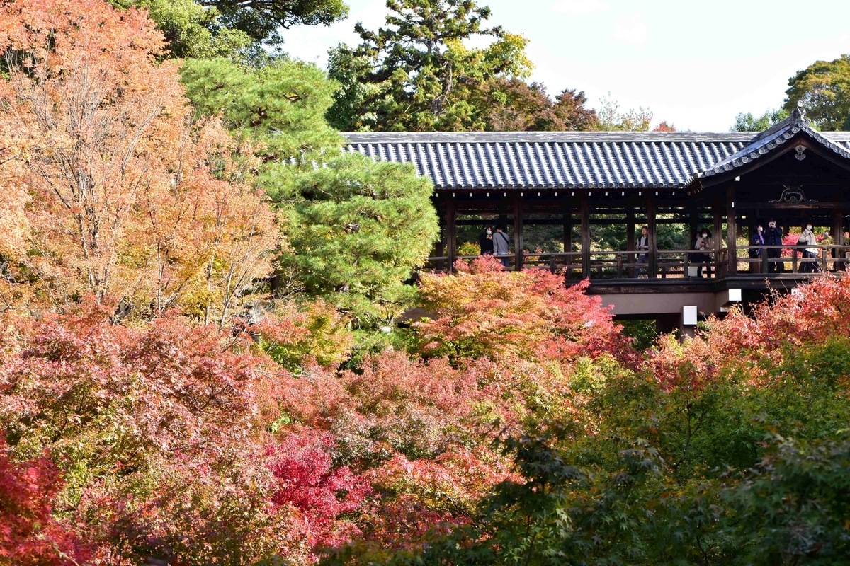 臥雲橋より通天橋の紅葉　見頃近し　2020年11月11日　撮影：MKタクシー