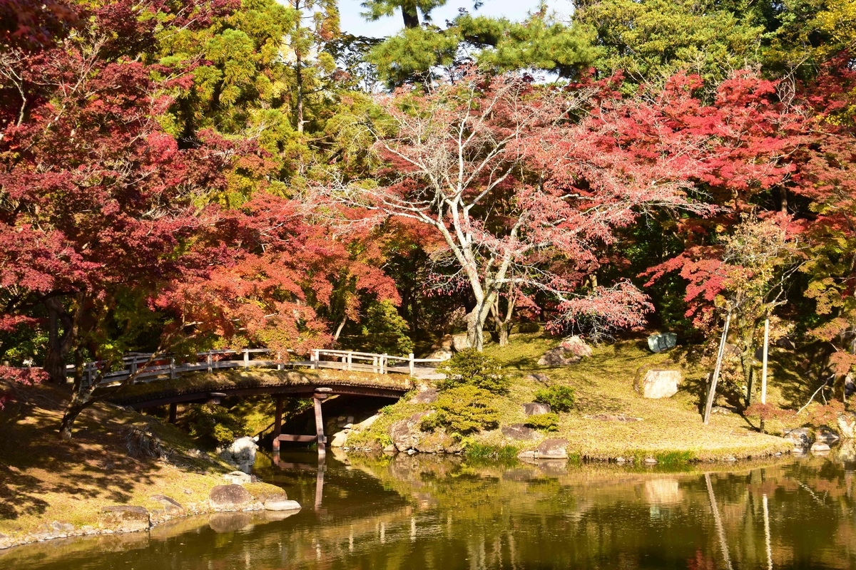 仙洞御所・紅葉橋の紅葉　見頃　2020年11月12日　撮影：MKタクシー