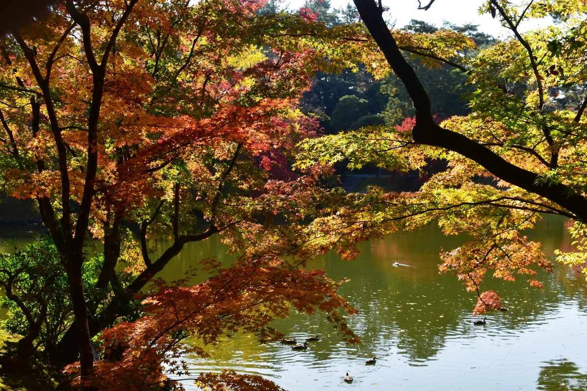 仙洞御所・北池の紅葉　見頃　2020年11月12日　撮影：MKタクシー