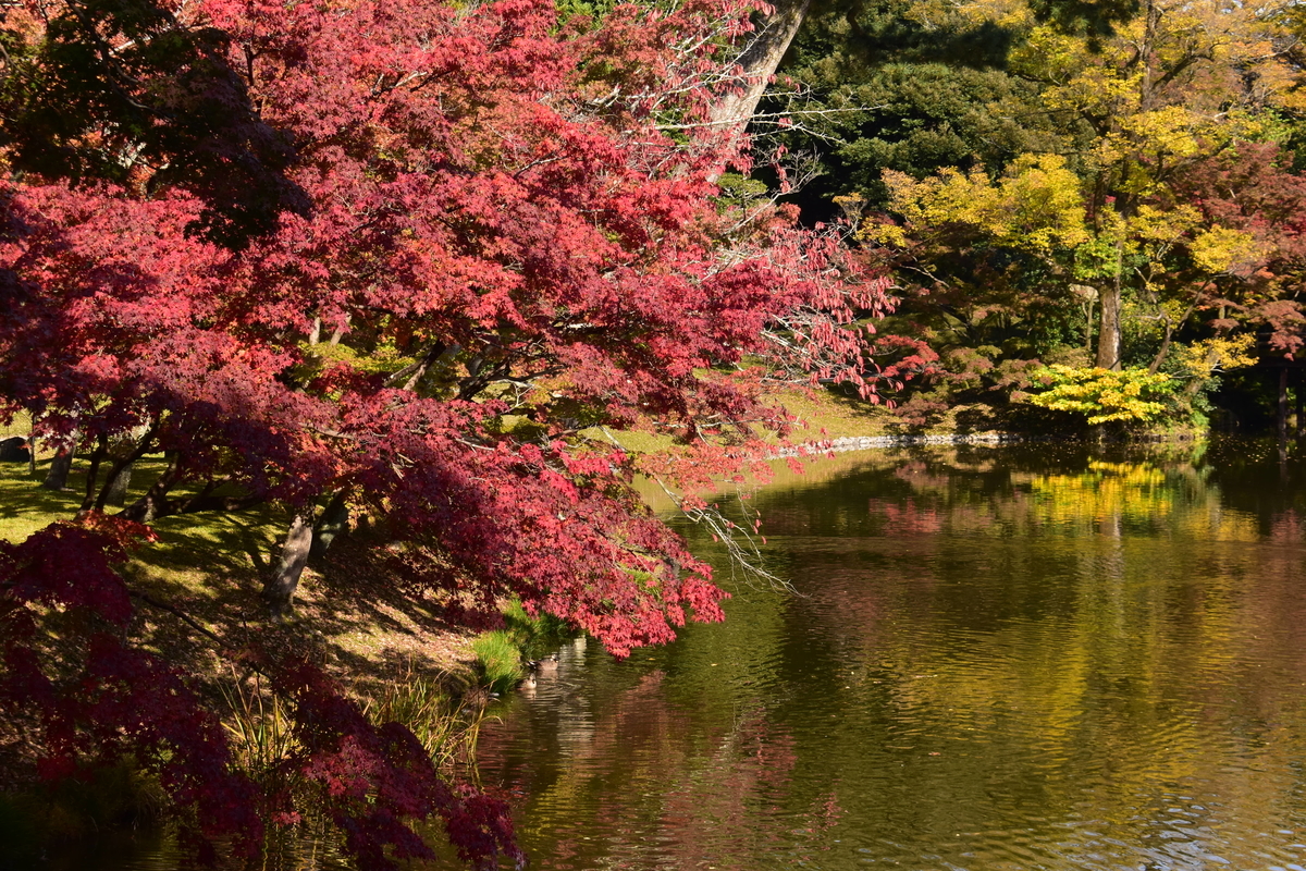 仙洞御所・北池の紅葉　見頃　2020年11月12日　撮影：MKタクシー