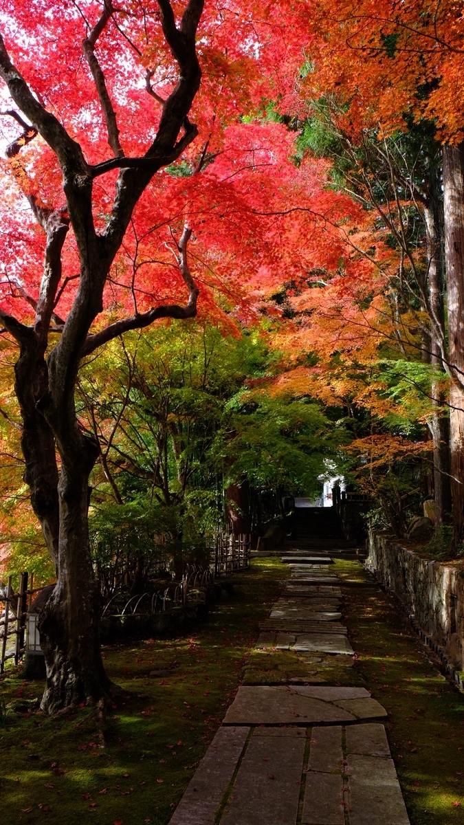 苗秀寺の紅葉 見頃 2020年11月12日 撮影:MKタクシー