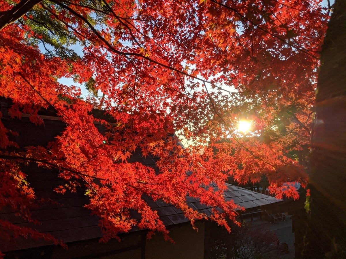 出雲大神宮の紅葉 見頃 2020年11月14日 撮影:MKタクシー