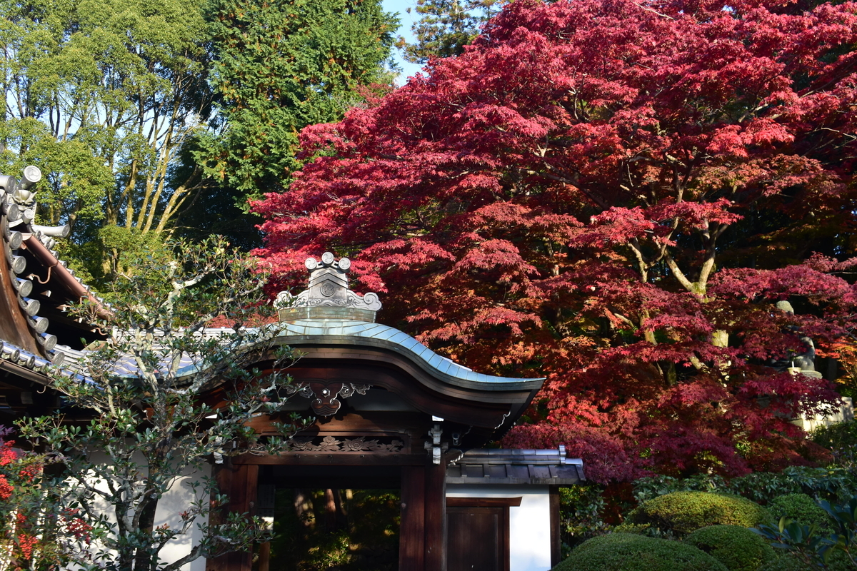 栄摂院の紅葉 見頃 2020年11月12日 撮影:MKタクシー