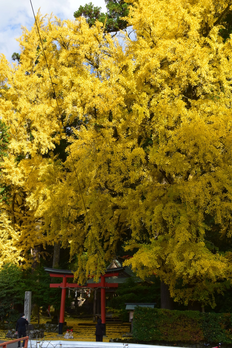 岩戸落葉神社のイチョウ 見頃 2020年11月15日 撮影:MKタクシー