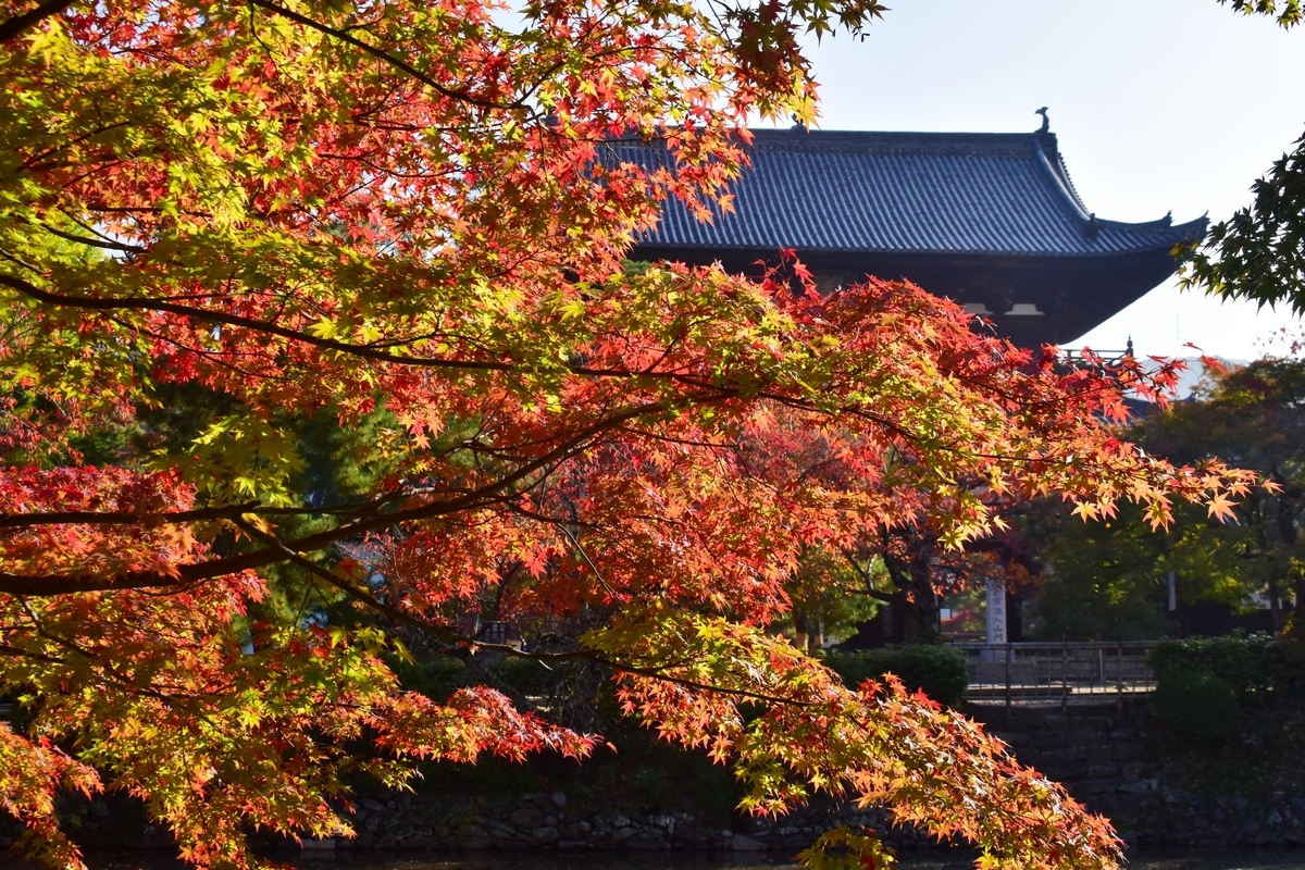 萬福寺・山門前の紅葉 見頃 2020年11月14日 撮影:MKタクシー