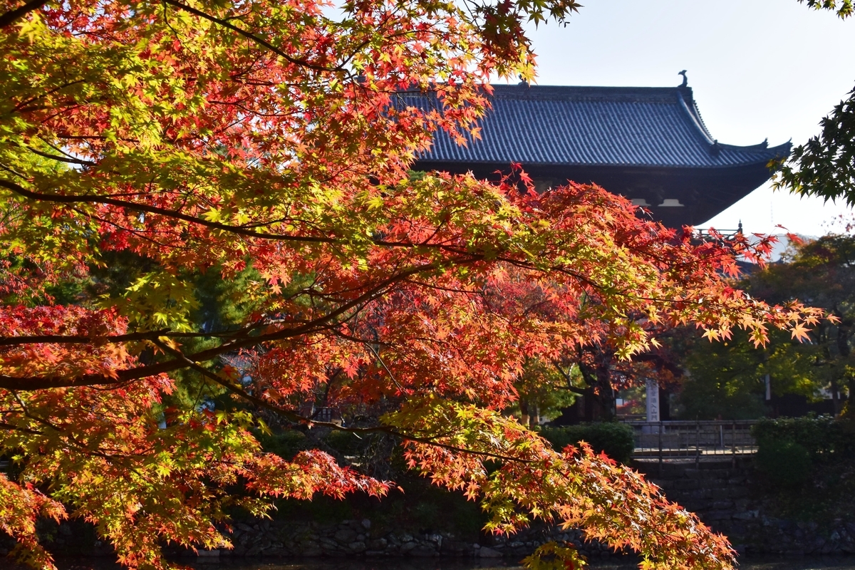 萬福寺・山門前の紅葉　見頃　2020年11月14日　撮影：MKタクシー