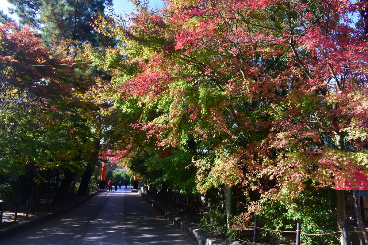 宇治上神社・鳥居前の紅葉　色づきはじめ　2020年11月14日　撮影：MKタクシー