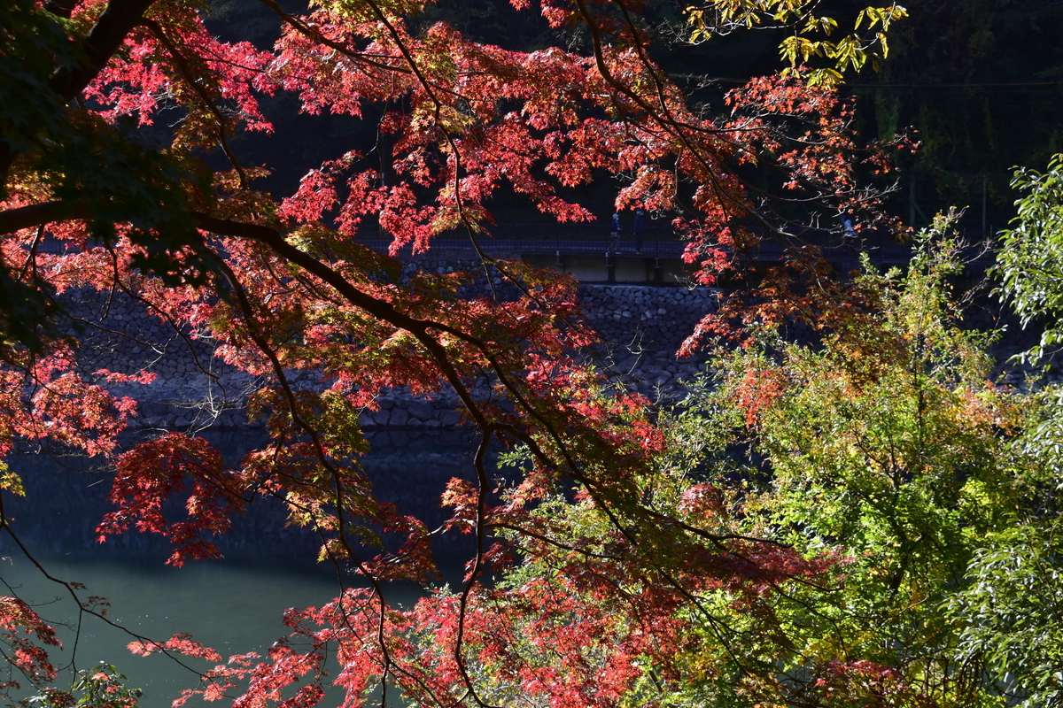 朝霧通の紅葉　色づきはじめ　2020年11月14日　撮影：MKタクシー