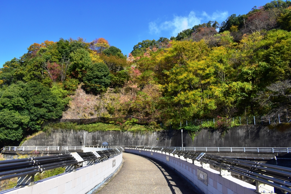 天ヶ瀬ダムの紅葉　見頃近し　2020年11月14日　撮影：MKタクシー