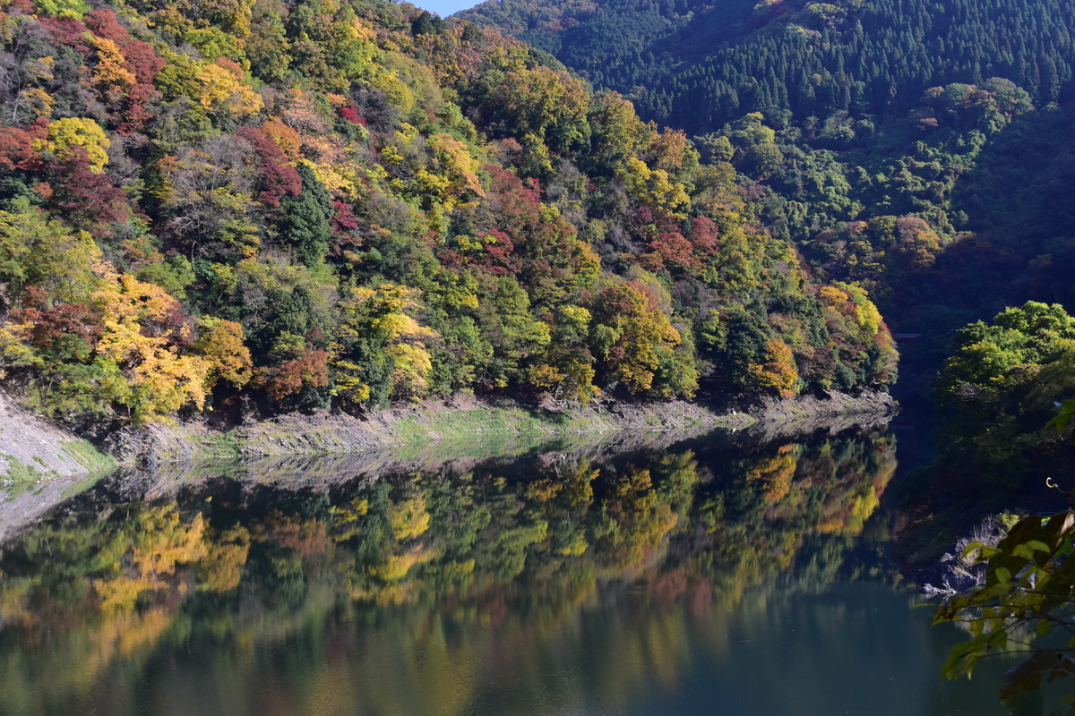 天ヶ瀬ダム湖・鳳凰湖の紅葉　見頃近し　2020年11月14日　撮影：MKタクシー