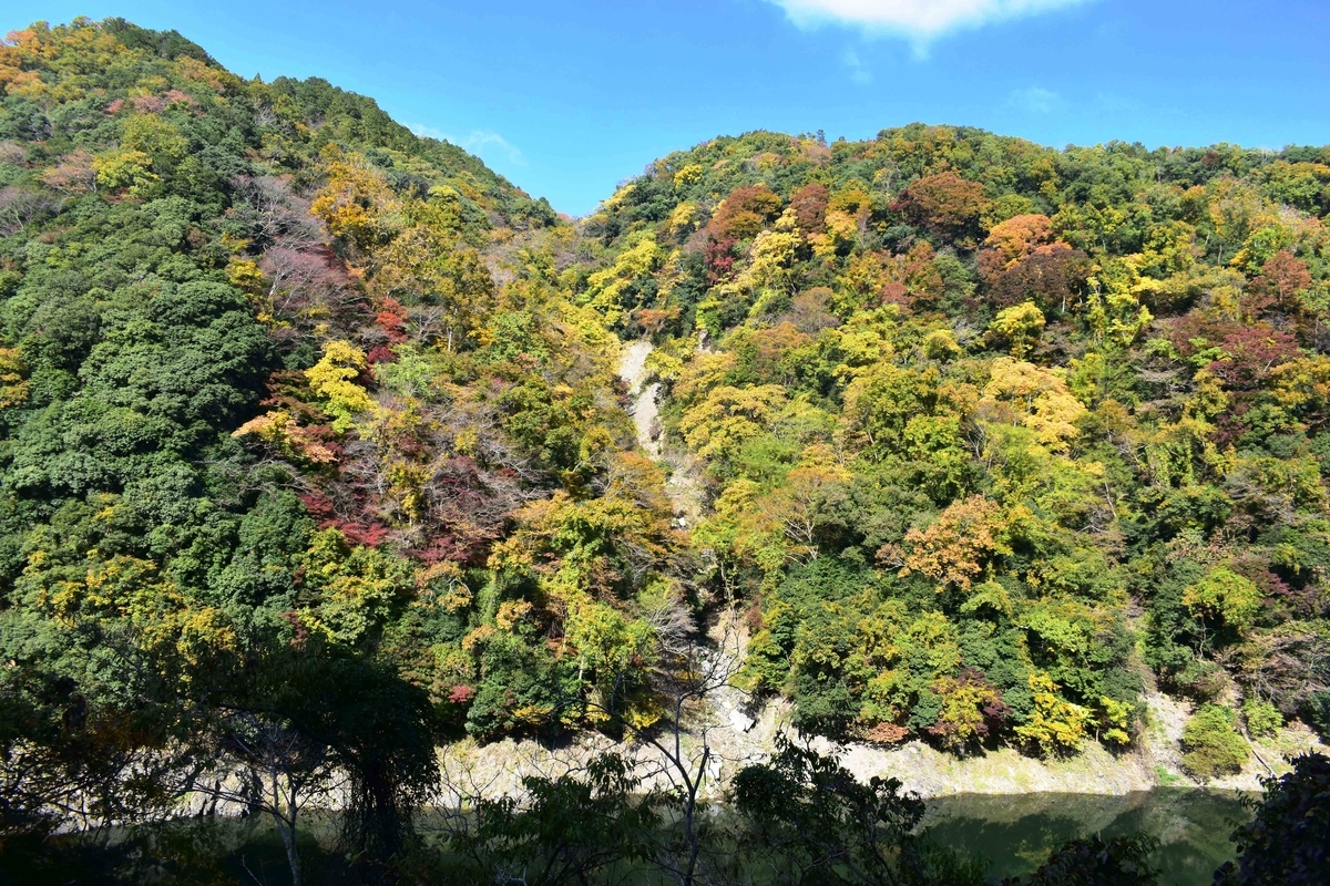 天ヶ瀬ダム湖・鳳凰湖の紅葉　見頃近し　2020年11月14日　撮影：MKタクシー