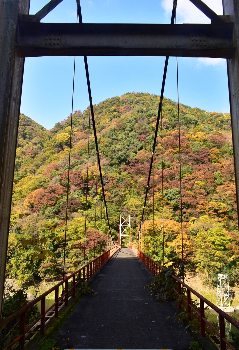 天ヶ瀬ダム湖・大峰橋の紅葉　見頃近し　2020年11月14日　撮影：MKタクシー