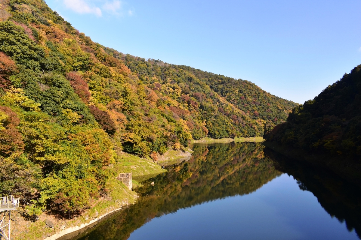 天ヶ瀬ダム湖・大峰橋からの紅葉　見頃近し　2020年11月14日　撮影：MKタクシー