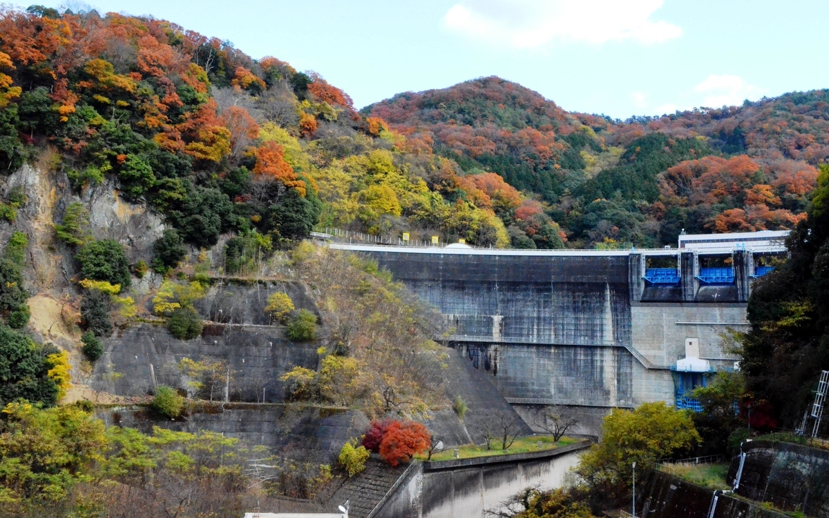 天ヶ瀬ダムの紅葉　見頃　2017年12月2日　撮影：MKタクシー