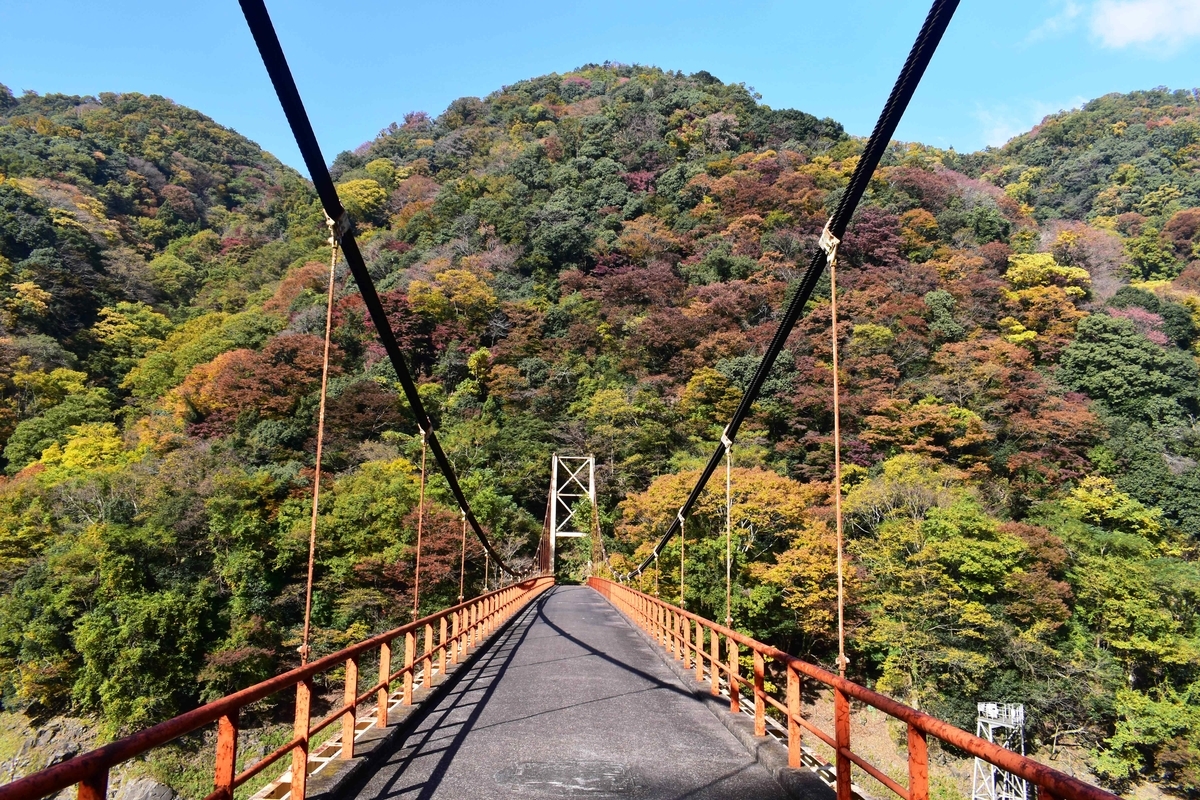 天ヶ瀬ダム湖・大峰橋の紅葉　見頃近し　2020年11月14日　撮影：MKタクシー