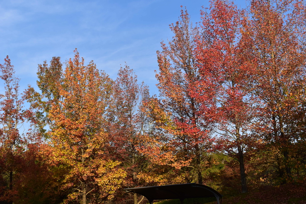 太陽が丘公園・フウの紅葉　見頃　2018年11月11日　撮影：MKタクシー