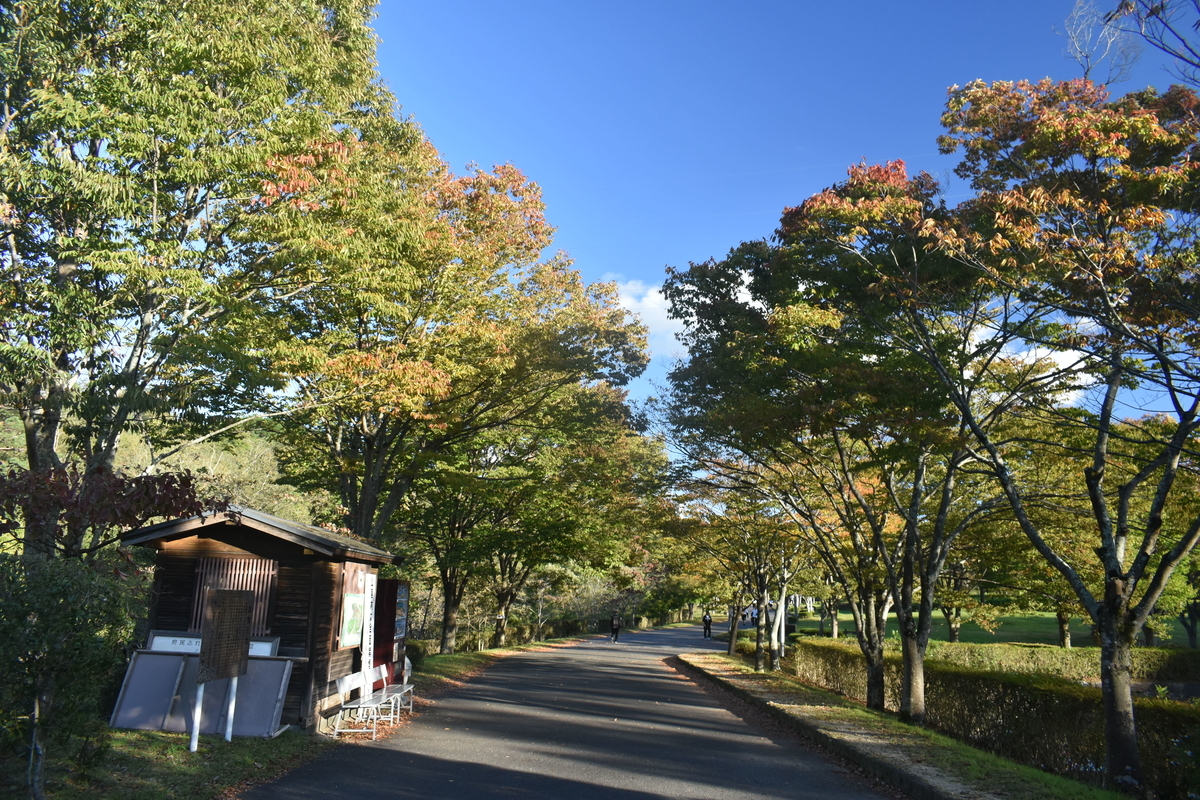 太陽が丘公園・ケヤキの紅葉　見頃　2018年10月20日　撮影：MKタクシー