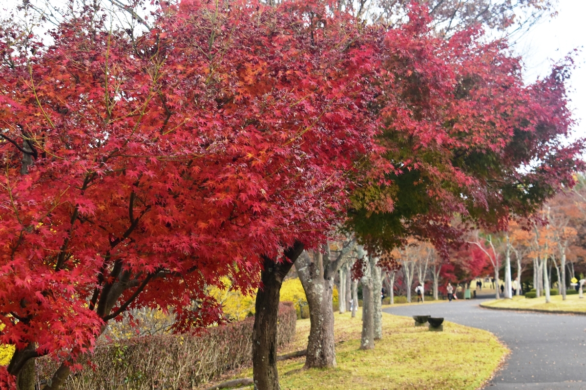 太陽が丘公園の紅葉　見頃　2019年11月17日　撮影：MKタクシー