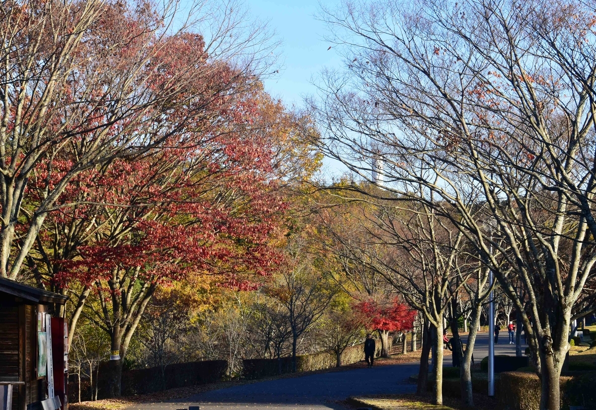 太陽が丘公園の紅葉 散りはじめ 2018年11月24日 撮影:MKタクシー