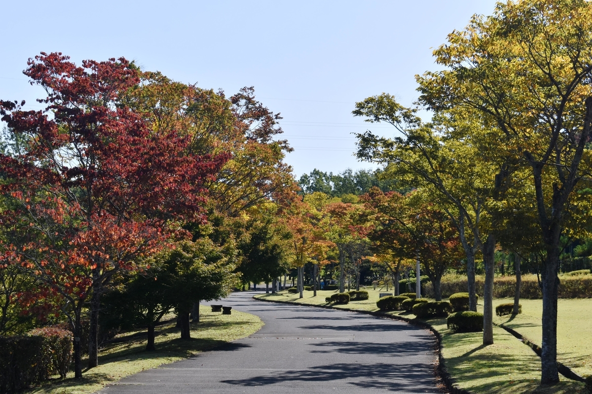 太陽が丘公園・ケヤキの紅葉　色づきはじめ　2020年10月24日　撮影：MKタクシー