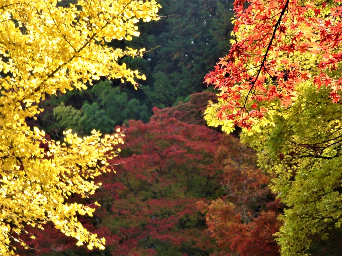 苗秀寺の紅葉　見頃　2020年11月16日　撮影：MKタクシー