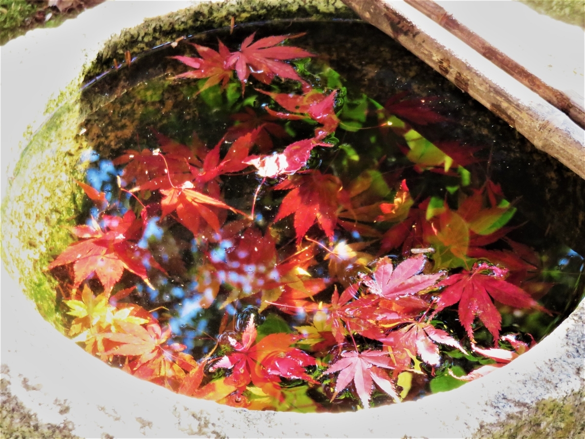 苗秀寺の手水鉢に移りこんだ紅葉 2020年11月16日 撮影:MKタクシー