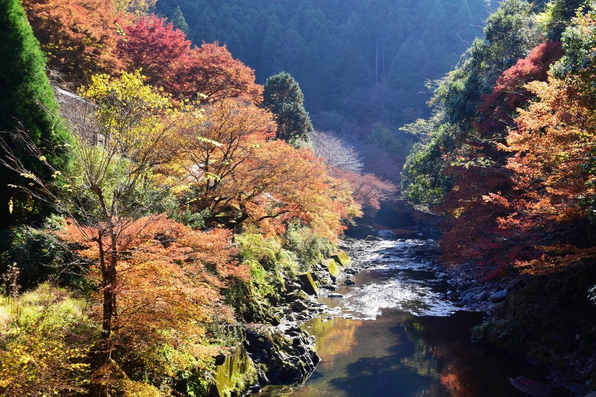 金鈴峡の紅葉 見頃 2020年11月15日 撮影:MKタクシー