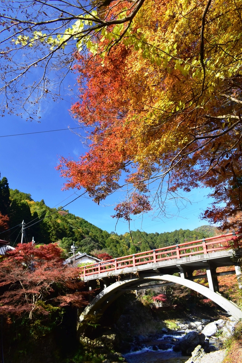 清滝・渡猿橋と紅葉　見頃　2020年11月15日　撮影:MKタクシー