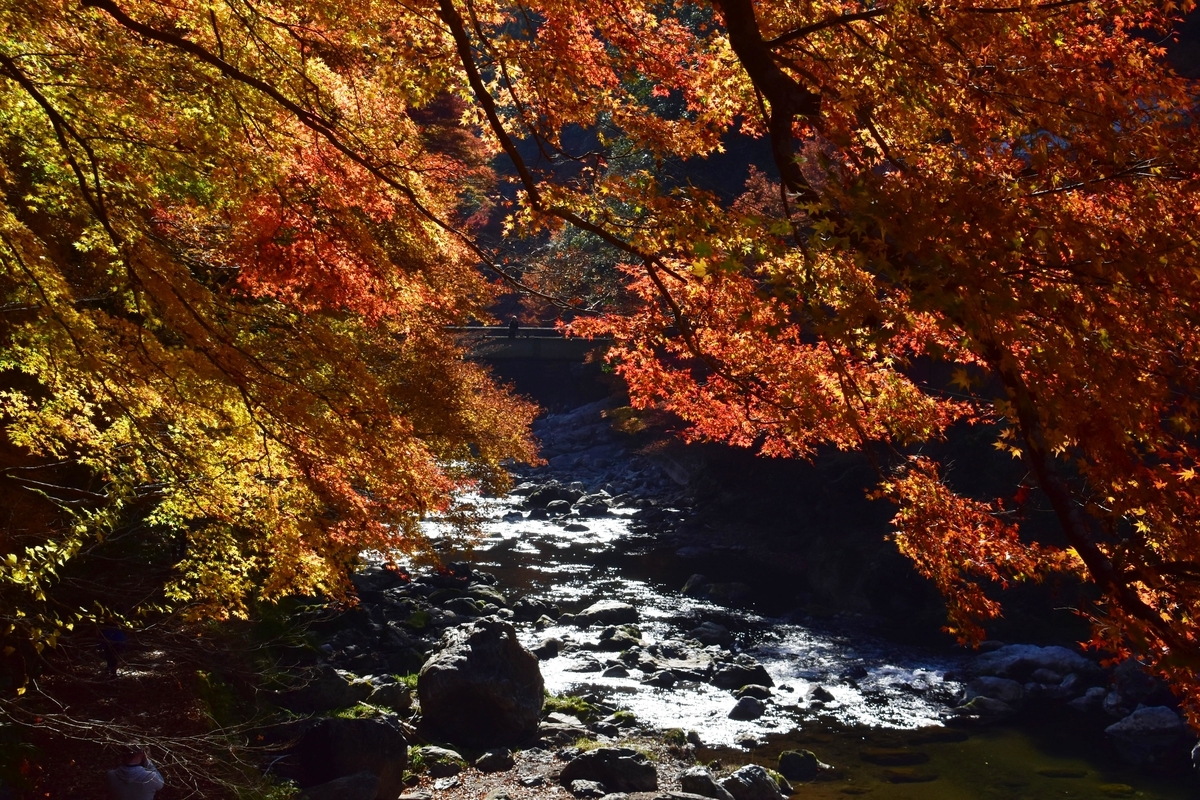 清滝の紅葉 見頃 2020年11月15日 撮影:MKタクシー