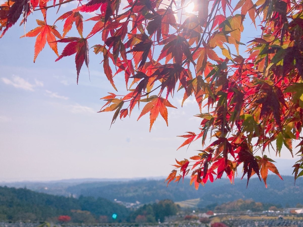 京都近郊の11月上旬から色づく穴場の紅葉おすすめスポット18選 Mkメディア