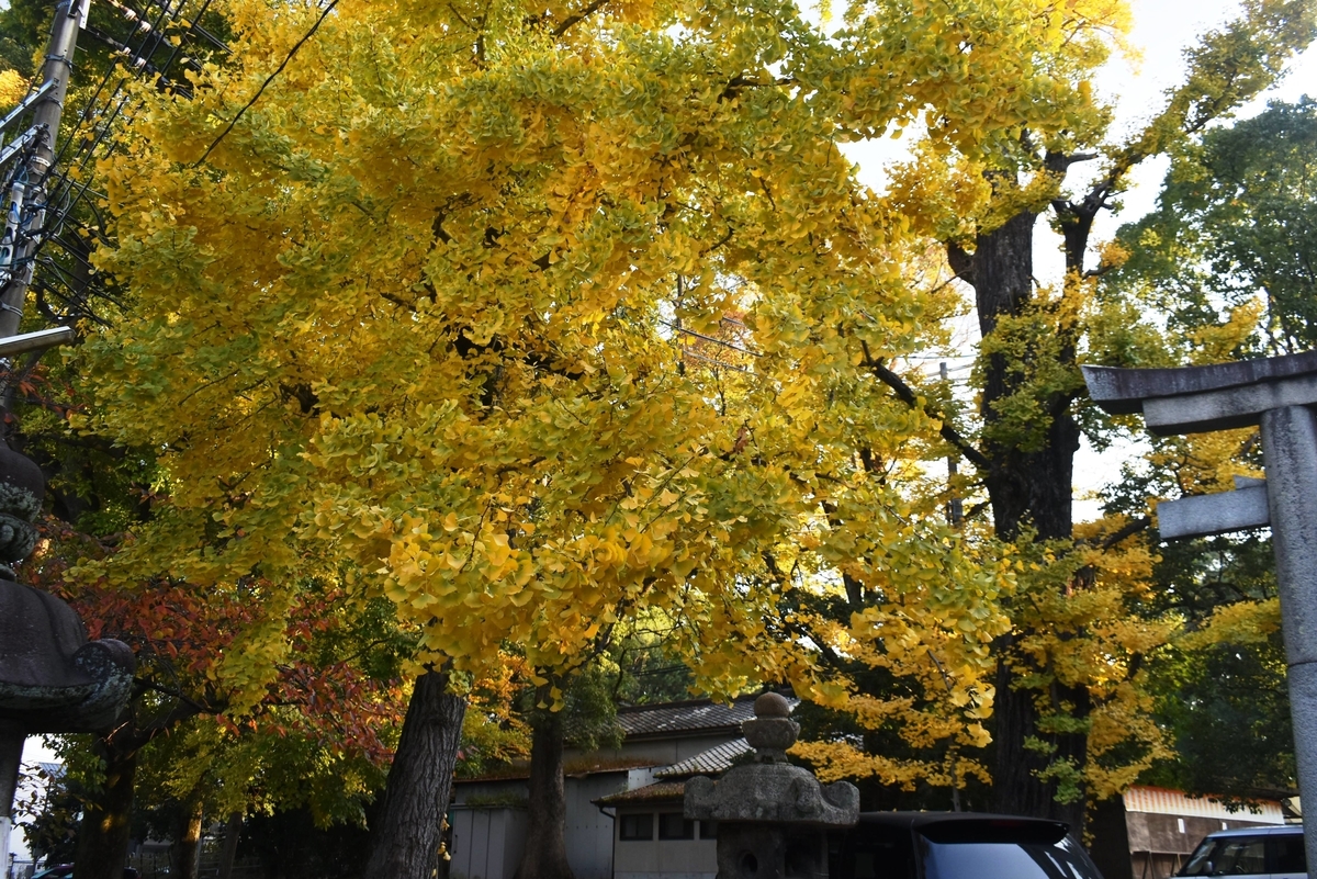 藤森神社のイチョウ 見頃 2020年11月17日 撮影:MKタクシー
