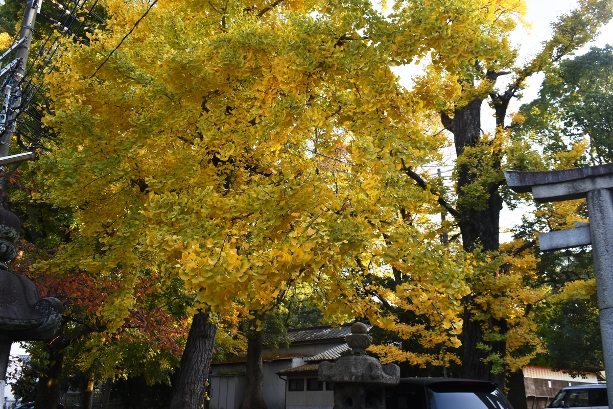 藤森神社のイチョウ　見頃　2020年11月17日　撮影：MKタクシー