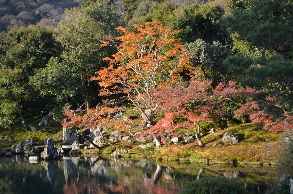 7:38 天龍寺の早朝参拝 曹源池 2017年11月25日 撮影:MKタクシー
