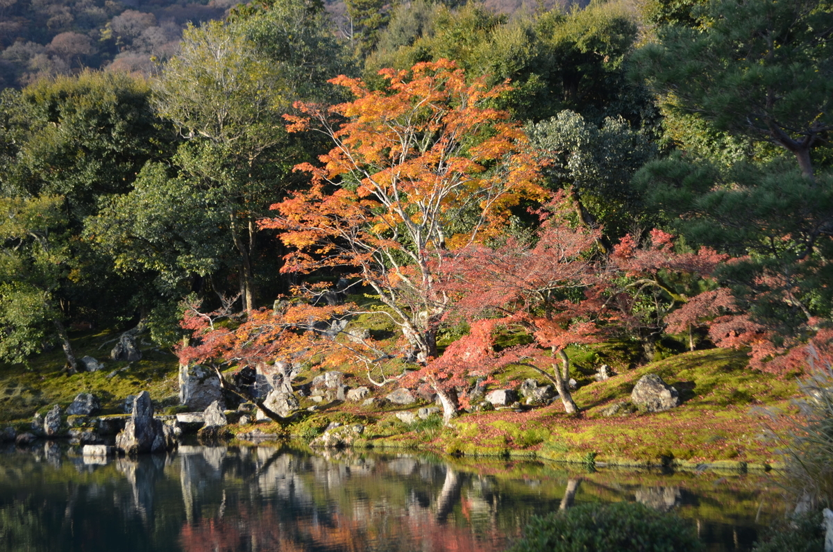 7:38　天龍寺の早朝参拝　曹源池　2017年11月25日　撮影：MKタクシー