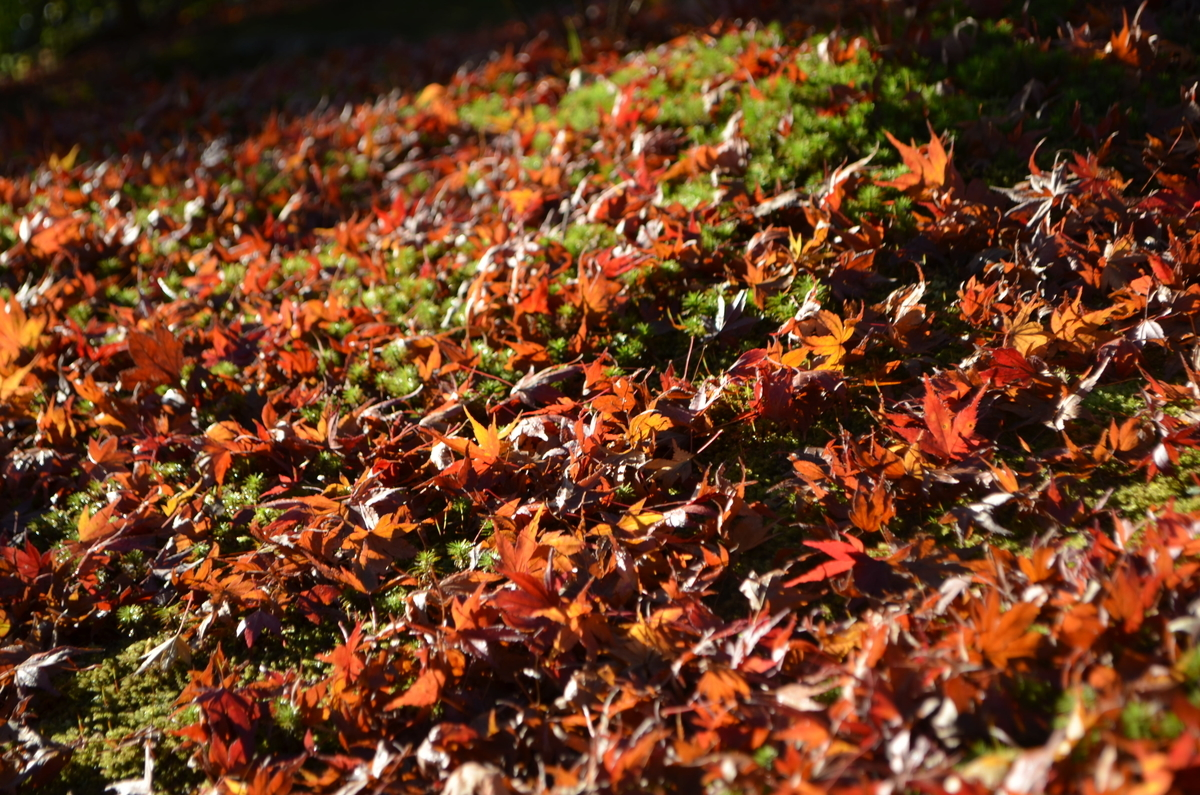 8:05 天龍寺の早朝参拝 散紅葉 2017年11月25日 撮影:MKタクシー
