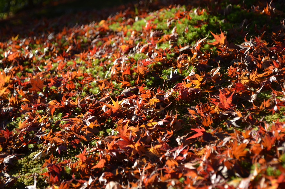 8:05　天龍寺の早朝参拝　散紅葉　2017年11月25日　撮影：MKタクシー