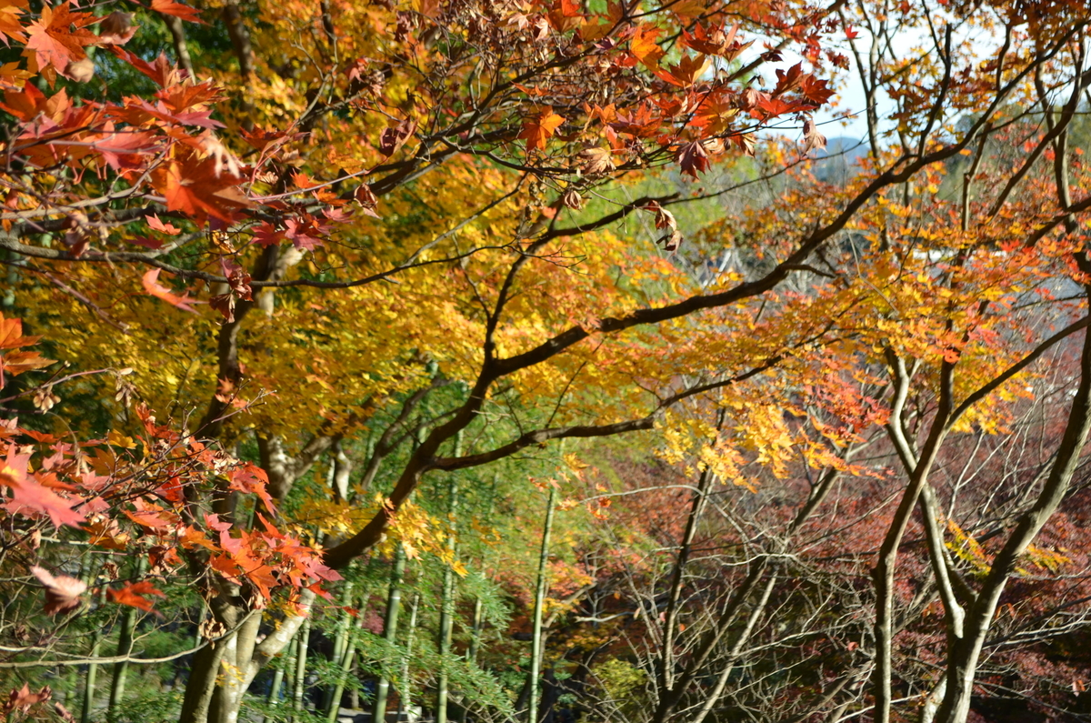 8:05 天龍寺の早朝参拝 百花苑 2017年11月25日 撮影:MKタクシー