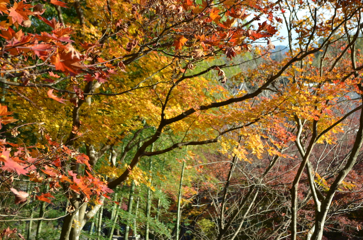 8:05　天龍寺の早朝参拝　百花苑　2017年11月25日　撮影：MKタクシー