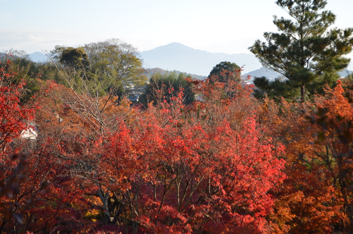 7:52　天龍寺の早朝参拝　望京の丘　2017年11月25日　撮影：MKタクシー