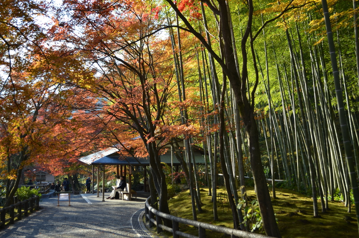 7:57　天龍寺の早朝参拝　百花苑　2017年11月25日　撮影：MKタクシー